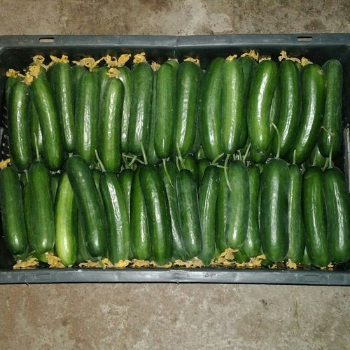 Fresh Cucumbers