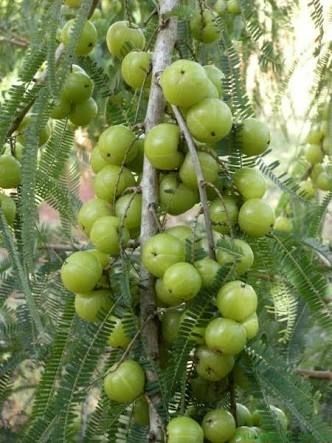 Amla Plants