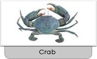 Mud Crab