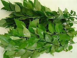 Top Quality Dried Curry Leaves