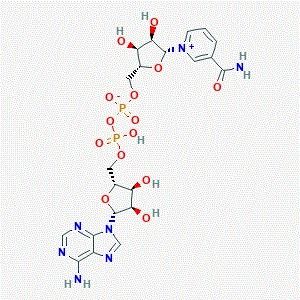 Beta-Nicotinamide Adenine Dinucleotide Cas No: 53-84-9