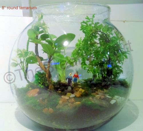 Glass Terrariums Size: 8" By 8"