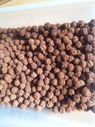 4 Mukhi Nepal Rudraksha Gender: Female