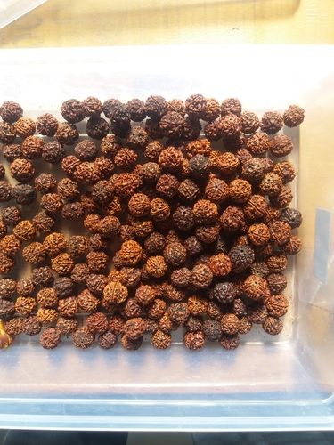 5 Face Nepali Rudraksha