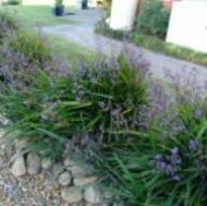 Dianella Caerulea Little Jess Grasses