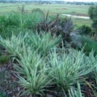 Dianella hybrid Silver Streak Grass