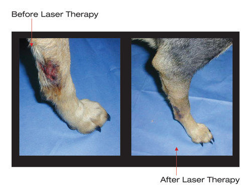 Veterinary Laser For Wound Healing