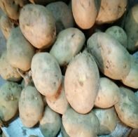 Fresh Potato - Year-Round Availability, Ideal for Mashed, Baked, or Roasted Dishes