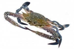 Blue Swimming Crab