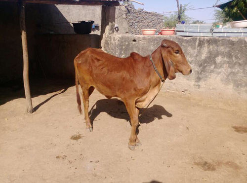 भारतीय नस्ल की गाय