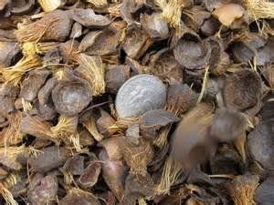 Solid Palm Kernel Shell And Coconut Shells