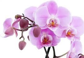 Orchid Flower