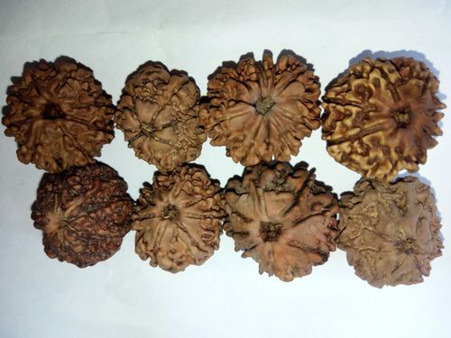 8 Face Nepal Rudraksha Gender: Female