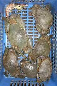 Mud Crab - Hygienically Processed and Packed, Highly Nutritious Seafood Delight