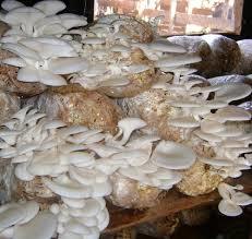 Oyster Mushroom