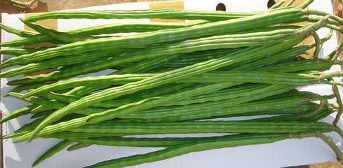 Drumstick - Fresh, Nutrient-Rich Green Vegetables | Superior Quality, Varied Packing Sizes, Expertly Cultivated