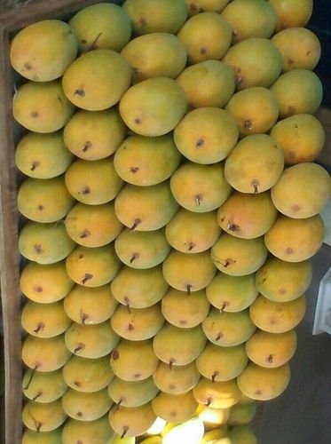 Alphanso Fresh Mangoes