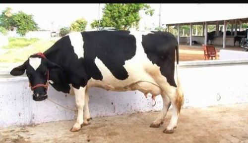 Healthy HF Cow for Dairy Farming, High Milking Productive