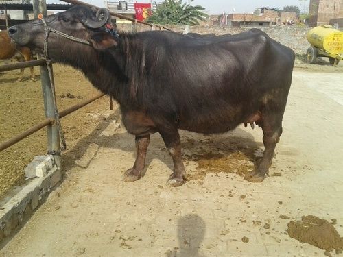 High Milk Productivity Murrah Buffalo