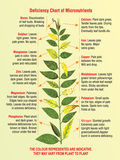 Plant Growth Regulators (Auxins)