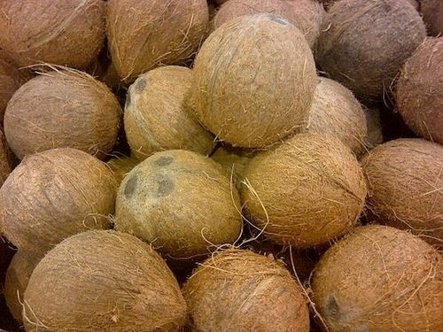 Indian Freshly Husk Coconuts