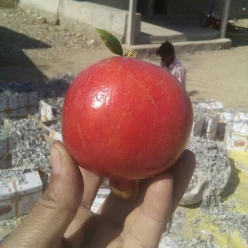 Open Air Fresh Pomegranate