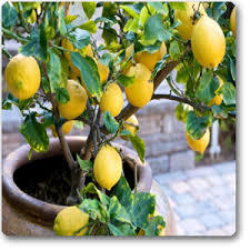 Lemon Tree - Premium Citrus Variety for Culinary Use | Ideal for Refreshing Lemonade and Flavorful Recipes