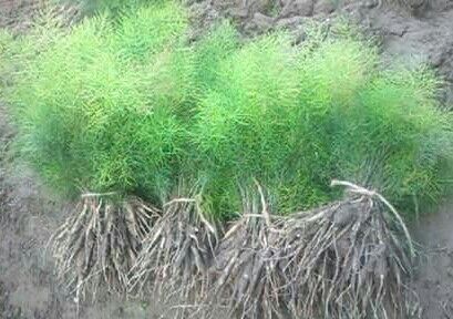 Shatavari Plants