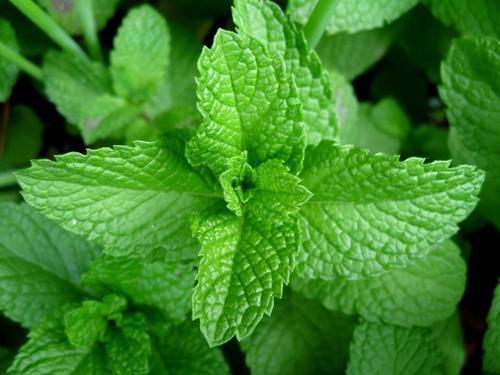 Mentha Leaves