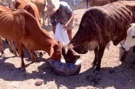 Garg Cattle Feed Supplements