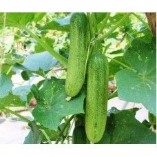 Cu 1101 Cucumber