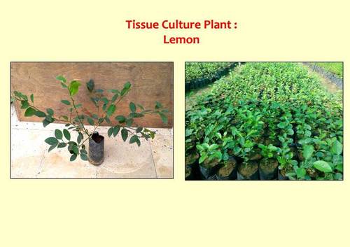Lemon Tissue Culture Plant