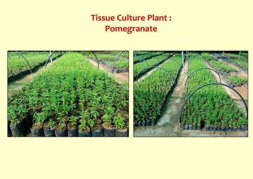 Pomegranate Tissue Culture Plant