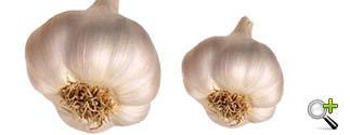 Fresh Garlic 