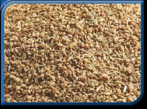 Celery Seed