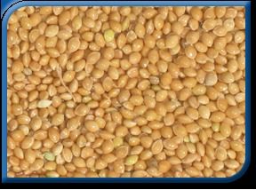 Golden Foxtail Millet