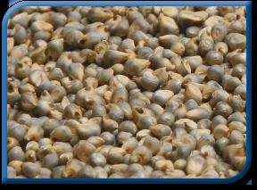 Green Millet - Premium Quality Grain | Highly Nutritious, Non-Glutinous, Easy to Digest, Ideal for Poultry and Livestock