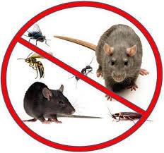 Rat Pest Control Services By Sahar Pest Solutions