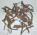 Coleus (Coleus Rorskohlii) Roots