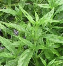 Kalmegh (Andrographis Paniculata) Leaves And Panchang