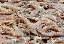 Shrimp Fish