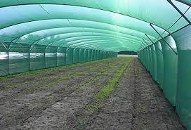 Greenhouse Shade