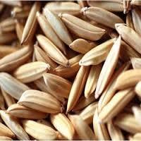 Paddy Seeds