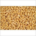 Organic And Pure Wheat