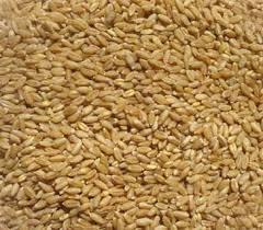 Clean Wheat