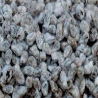 Cotton Seed - Premium Quality Cotton Seeds, Preserved in Ventilated Warehouses