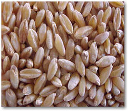 Duram Wheat