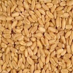 Lokwan Wheat