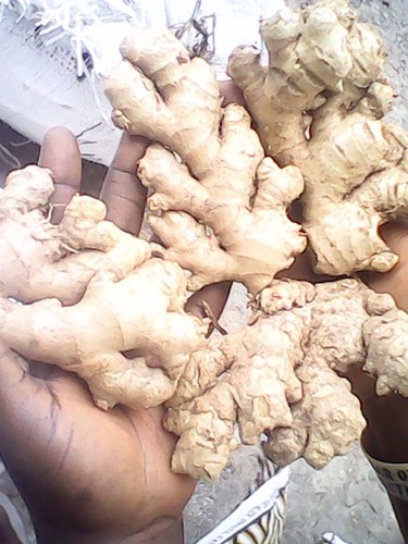 Pure Fresh Ginger By Gold-Wilson"888"resources ltd