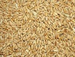 Wheat Grain